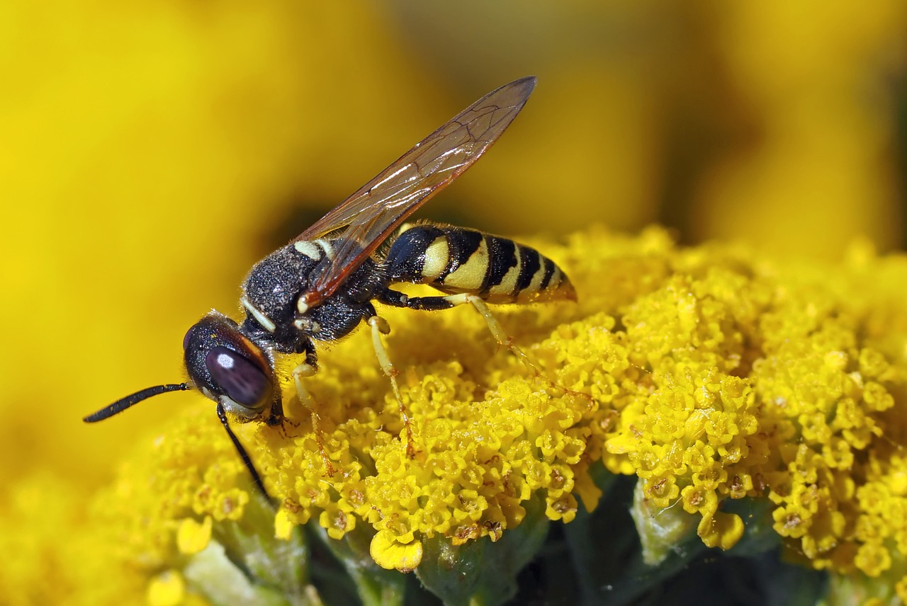 insect plant nature free photo