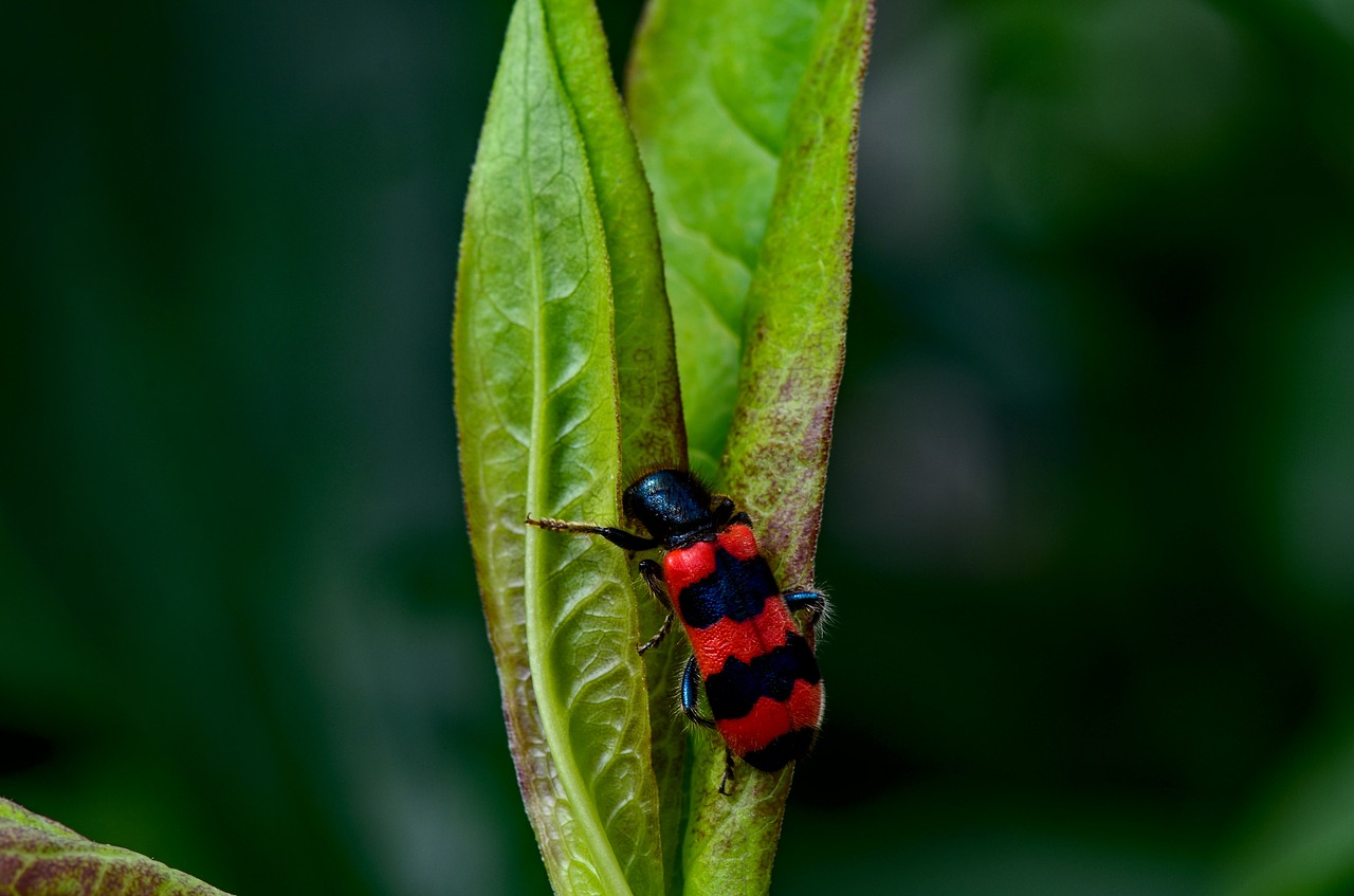 bee wolf  insect  nature free photo