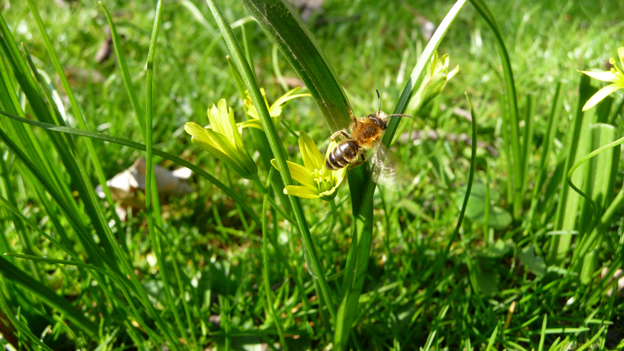 bee flower honeybee free photo