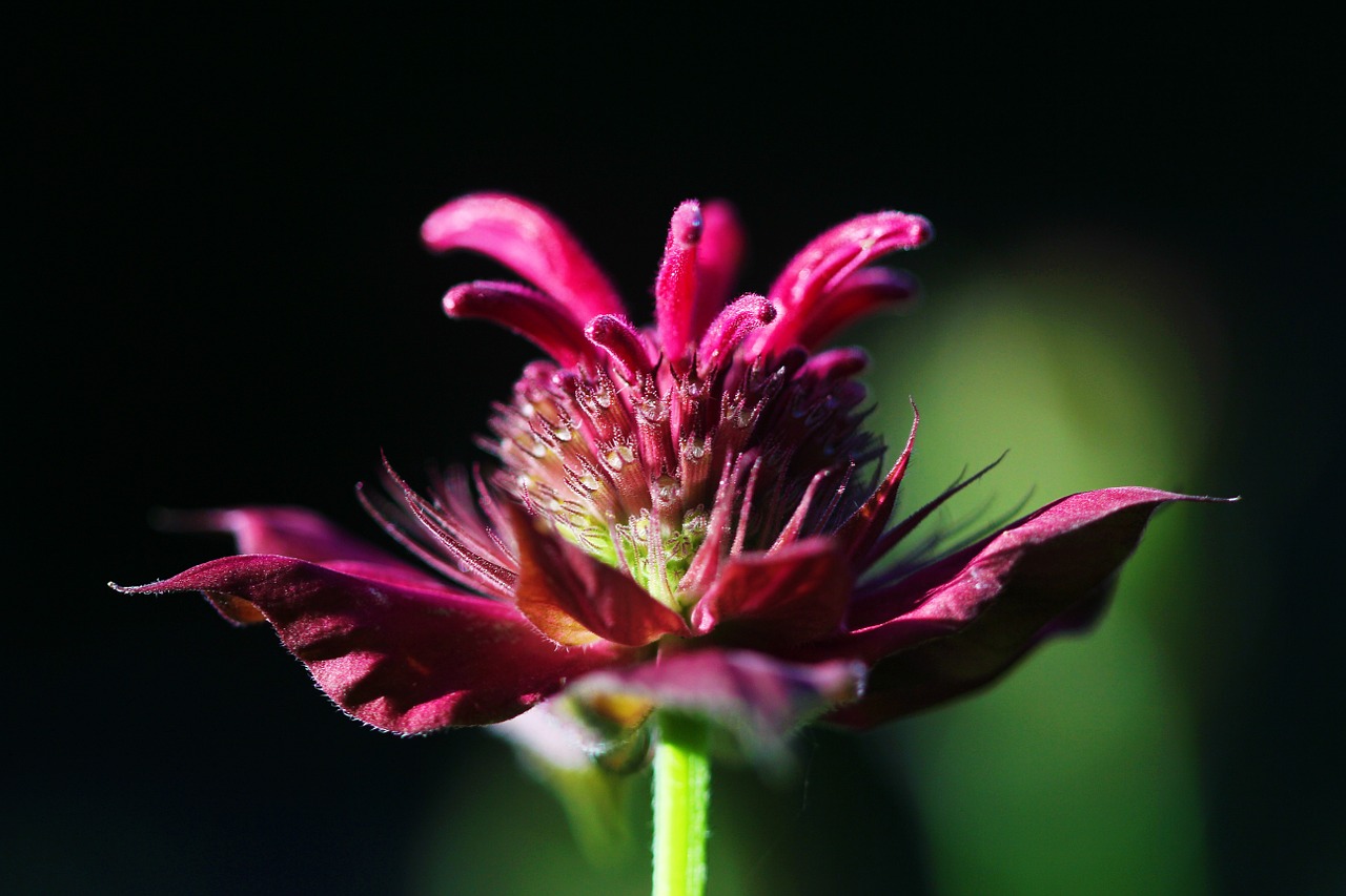 beebalm flower purple free photo