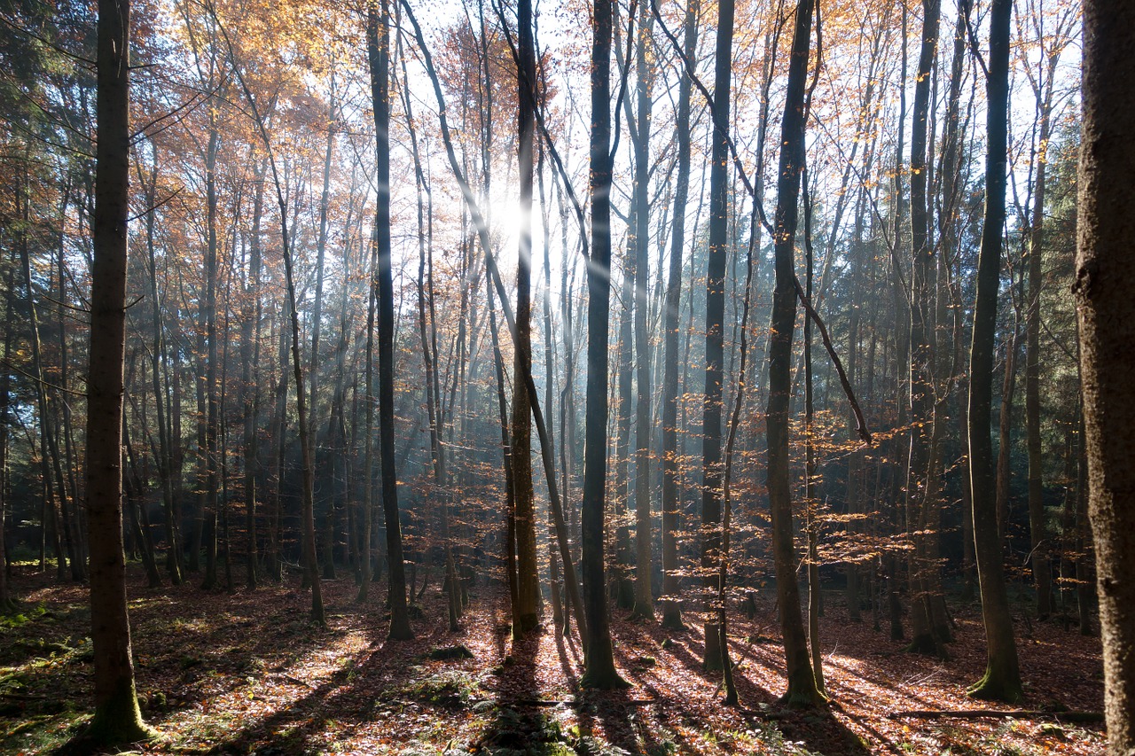 beech forest deciduous tree free photo