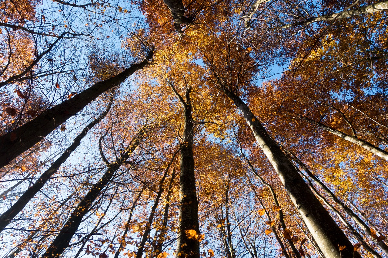 beech forest deciduous tree free photo