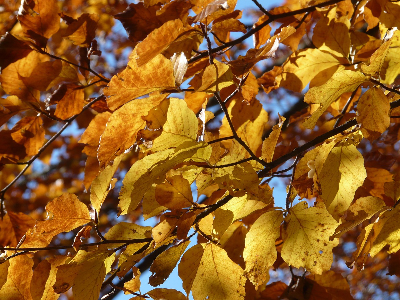 beech beech leaves autumn free photo
