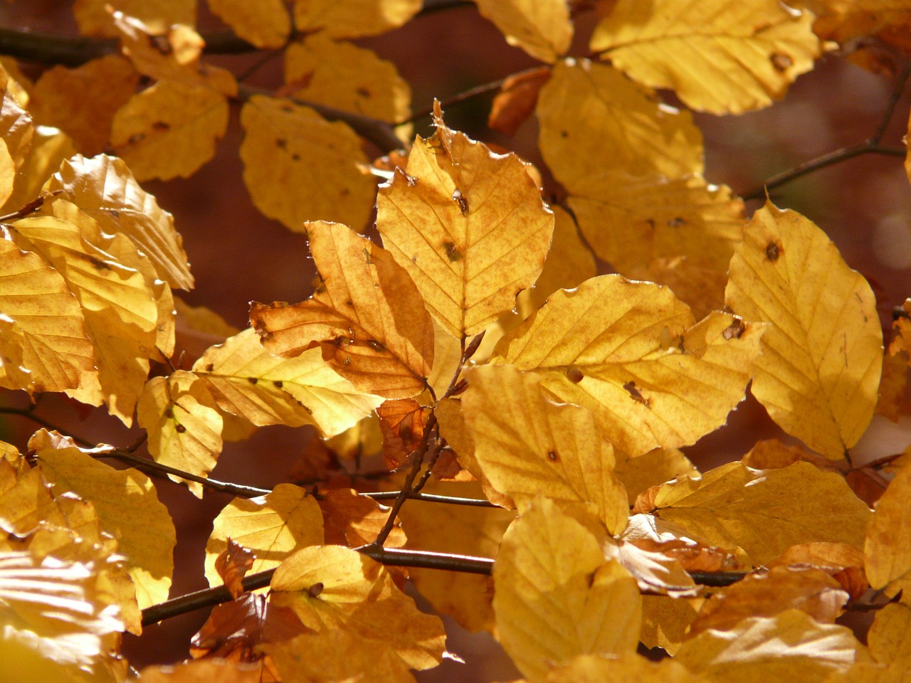 beech beech leaves autumn free photo