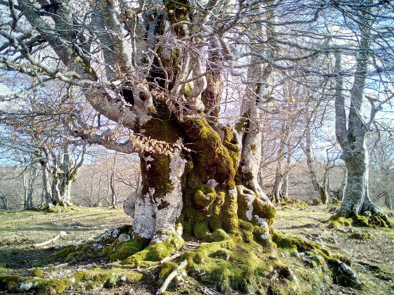 beech hayedo forest free photo