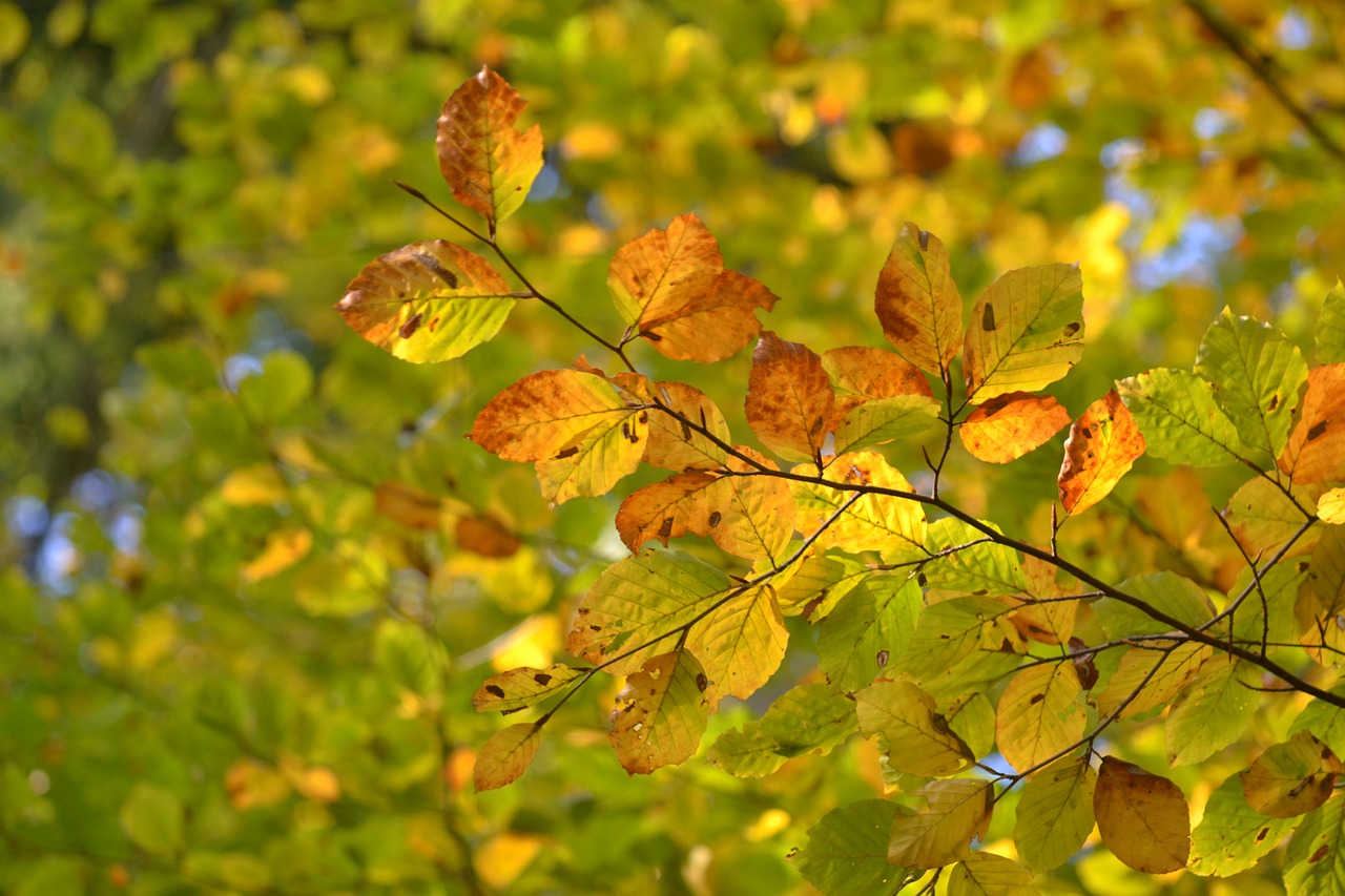 beech forest autumn free photo