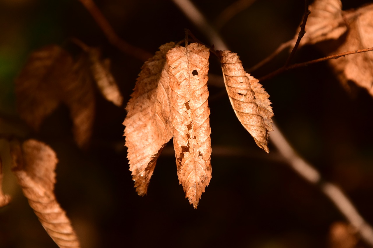 beech beech leaves leaves free photo