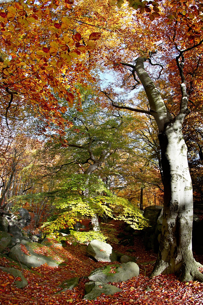beech forest autumn free photo