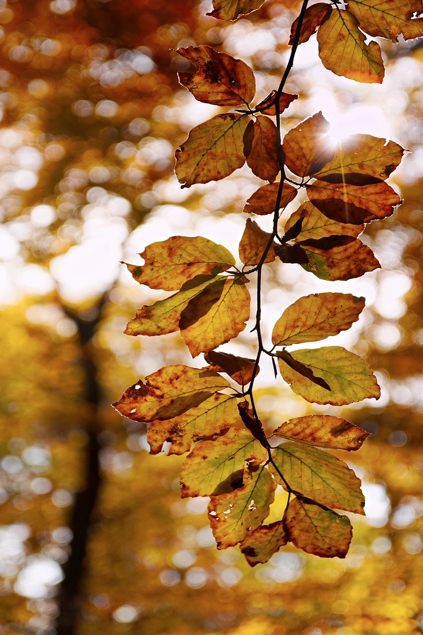 beech autumn leaves free photo