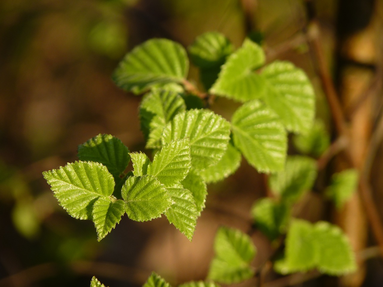 beech spring leaves free photo