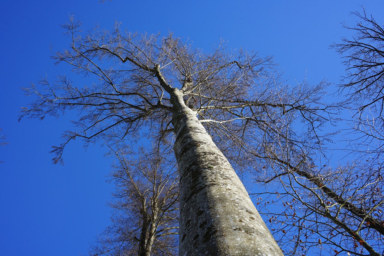 beech winter forest cold free photo