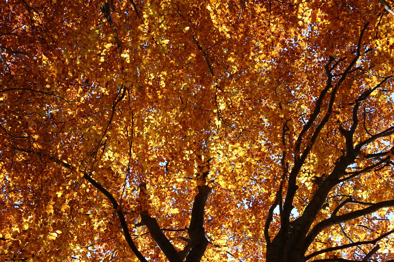 beech fall foliage golden leaves free photo
