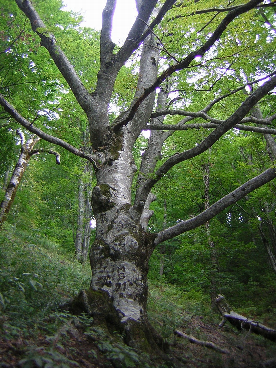 beech tree forest free photo