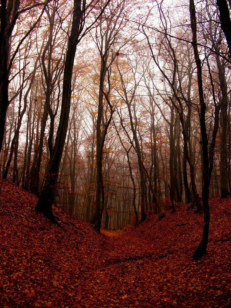 beech forest wood free photo