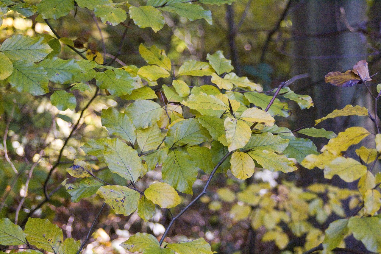 beech blaettter forest free photo