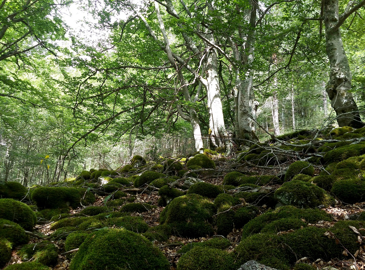 beech hayedo forest free photo