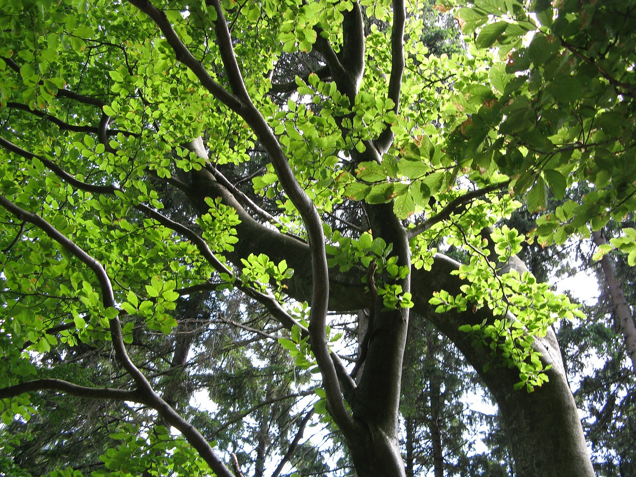 beech tree leaves free photo