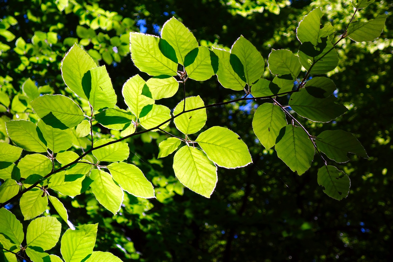 beech  branch  leaf free photo