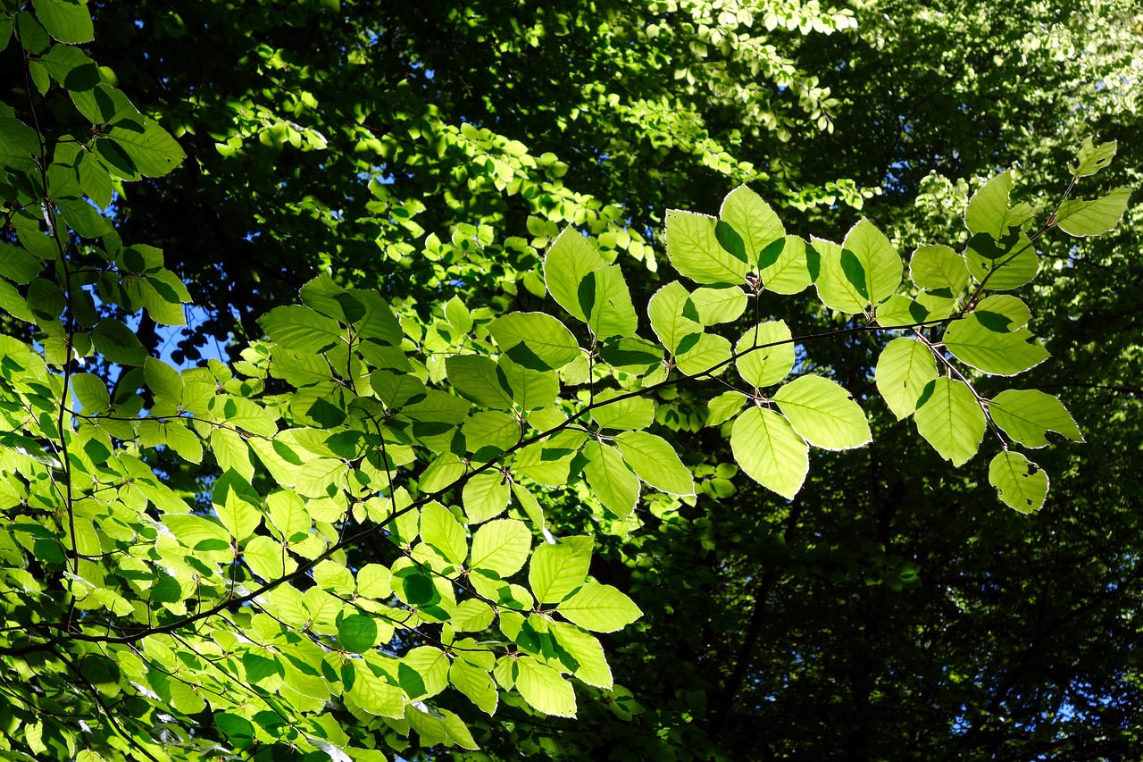 beech  leaf  plant free photo