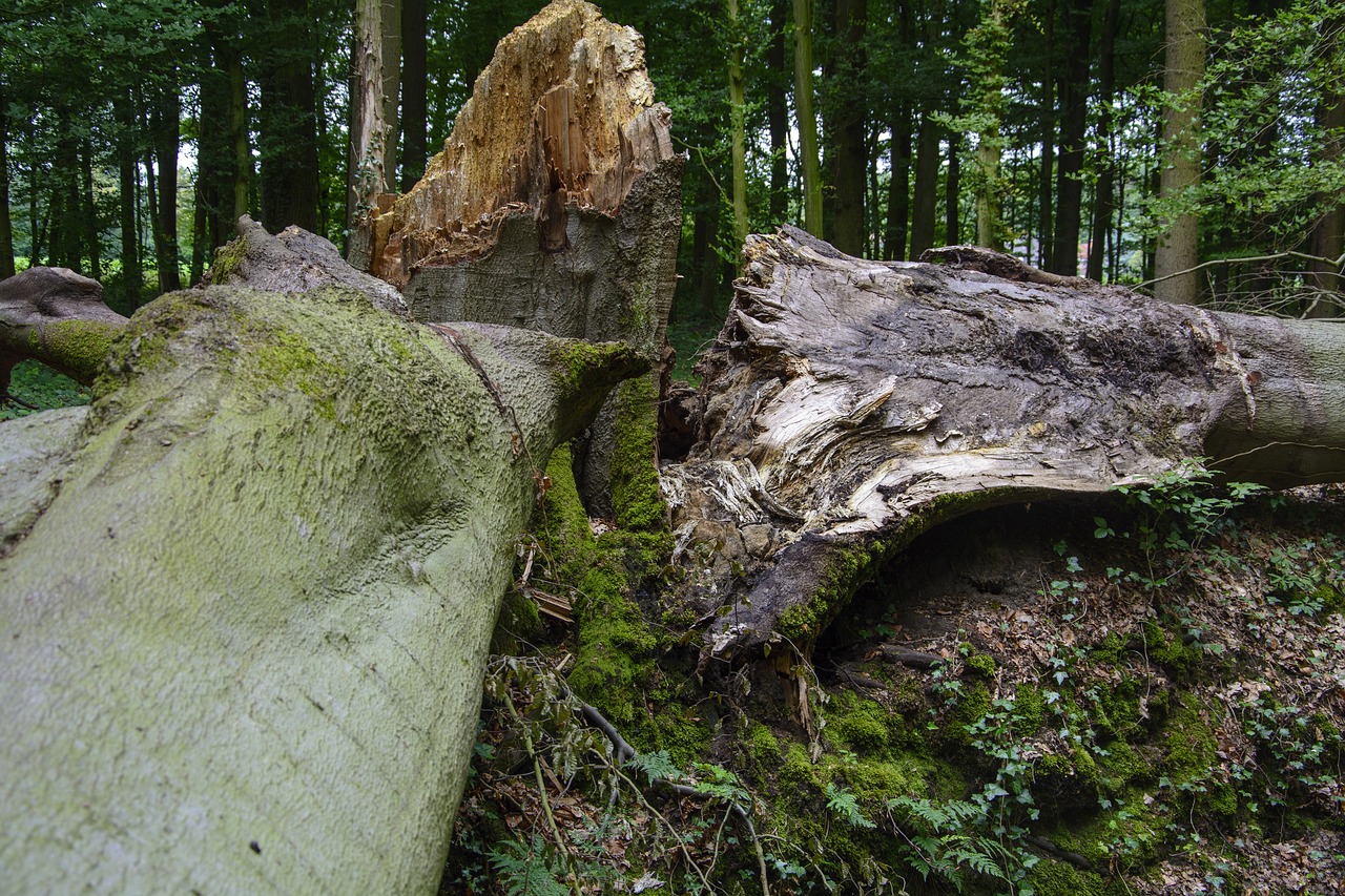 beech  storm damage  forest free photo