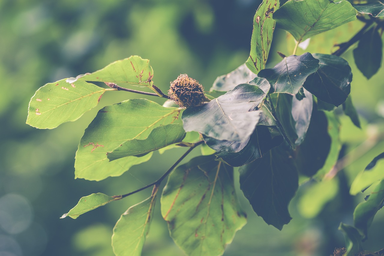 beech  beech nuts  nuts free photo