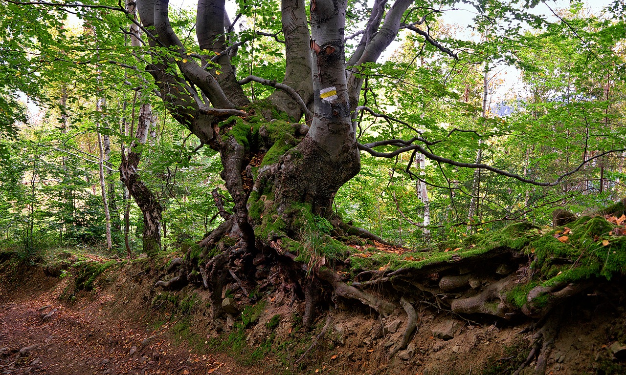 beech  tree  old free photo