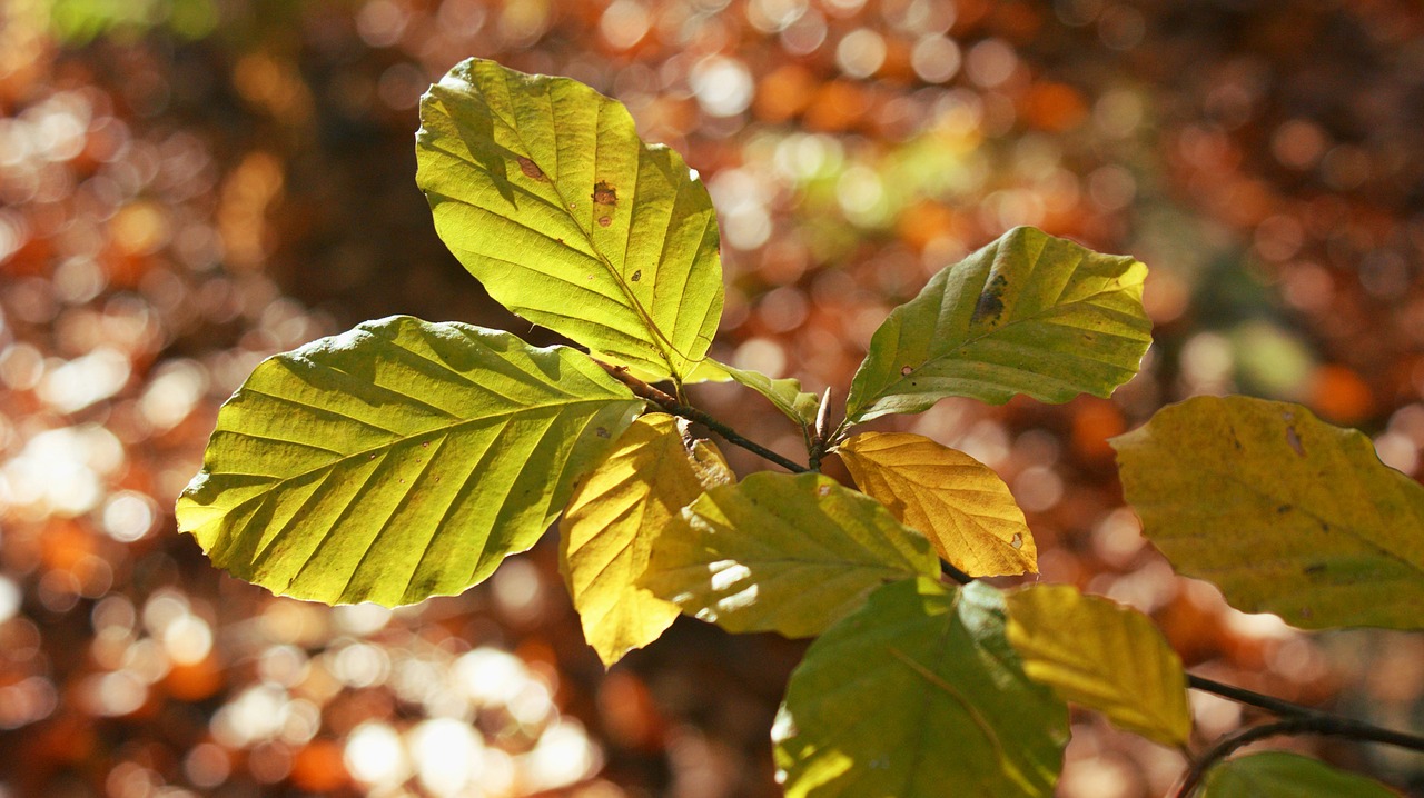 beech  autumn  sun free photo