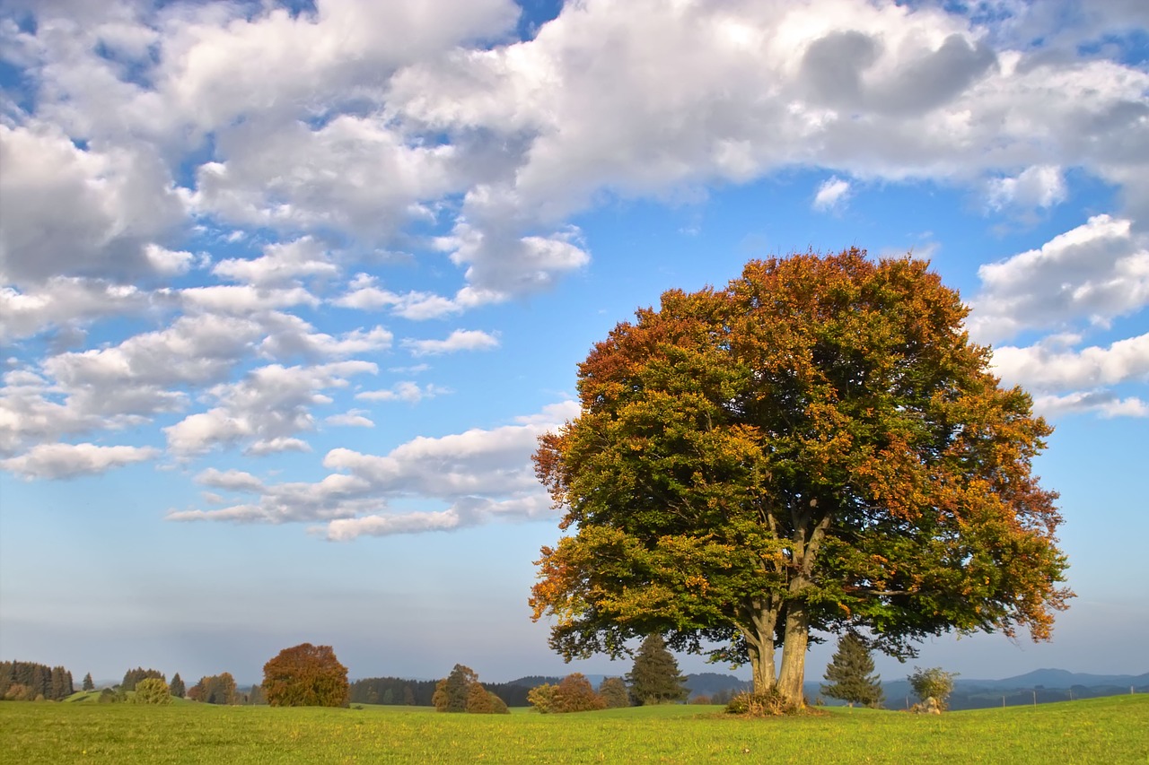 beech  tree  autumn free photo