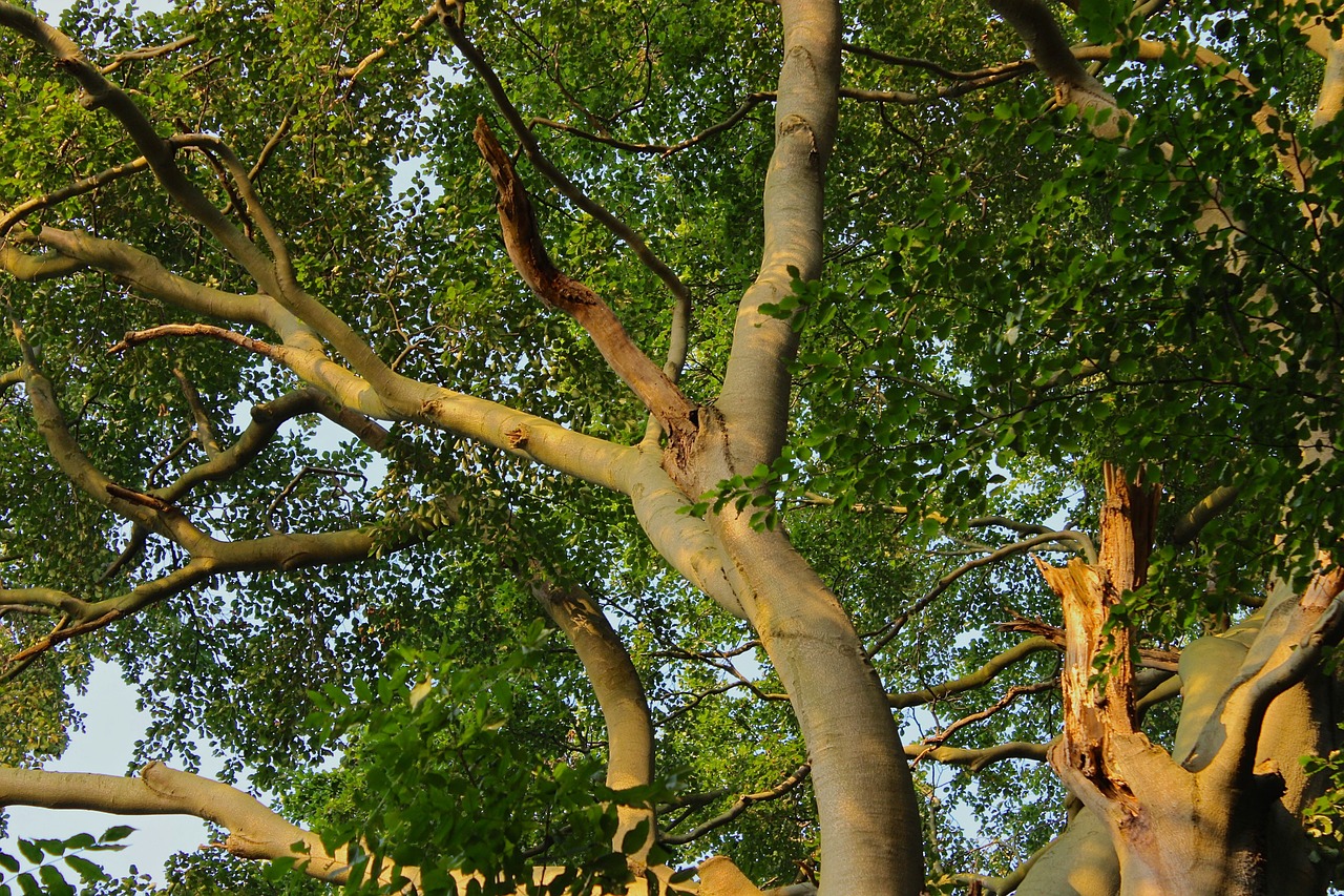 beech crown tree free photo