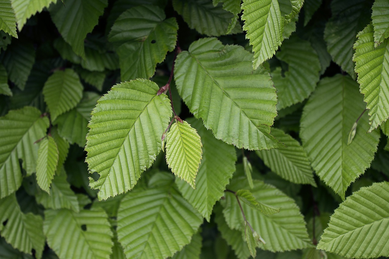 beech  leaves  tree free photo