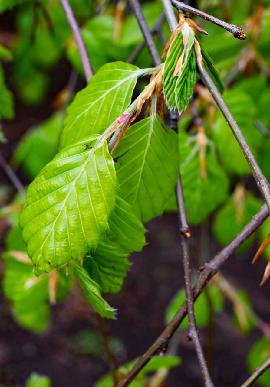 beech  fagus  tree free photo