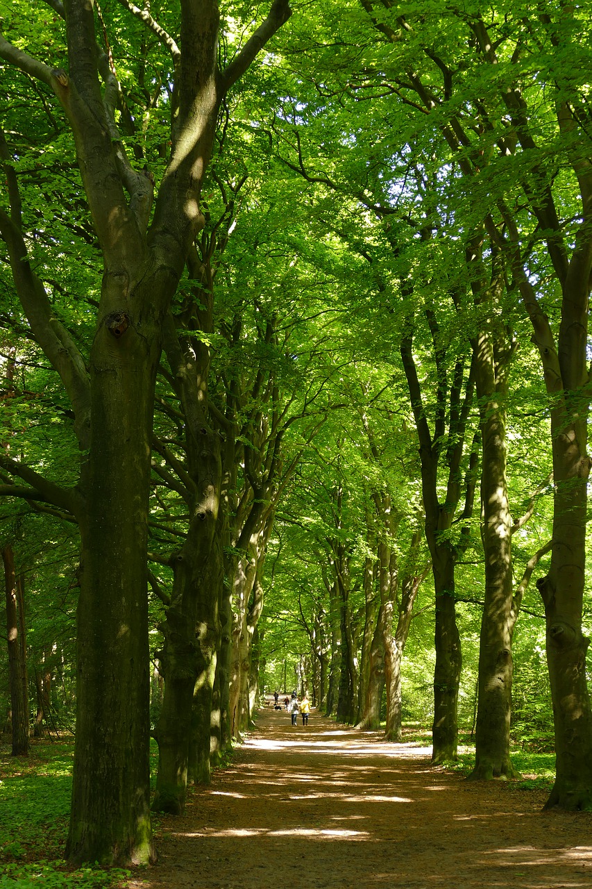 beech  tree  avenue free photo