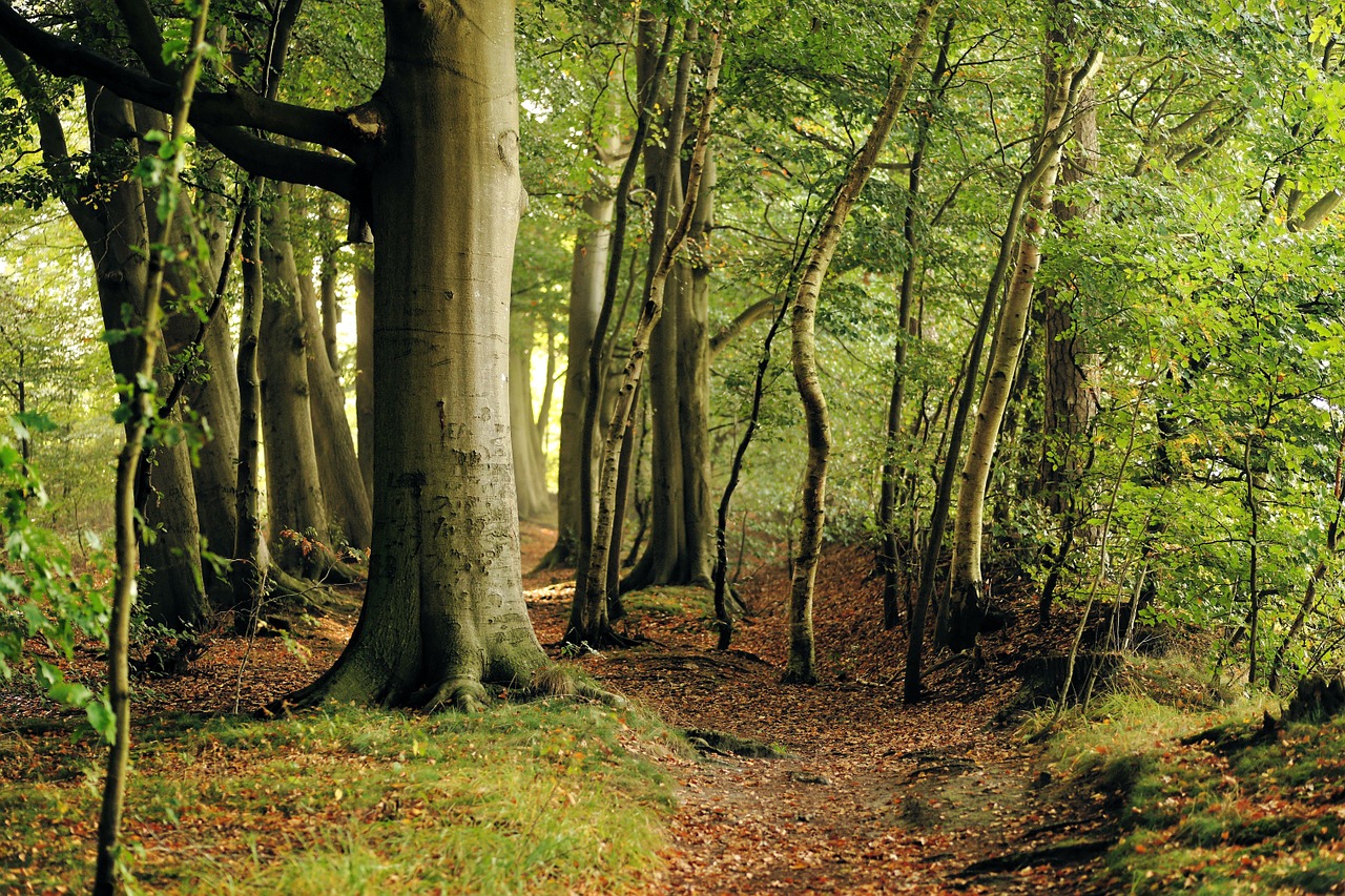 beech tree forest free photo