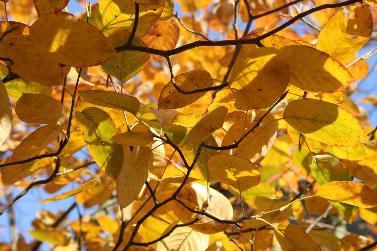 beech autumn mood fall foliage free photo