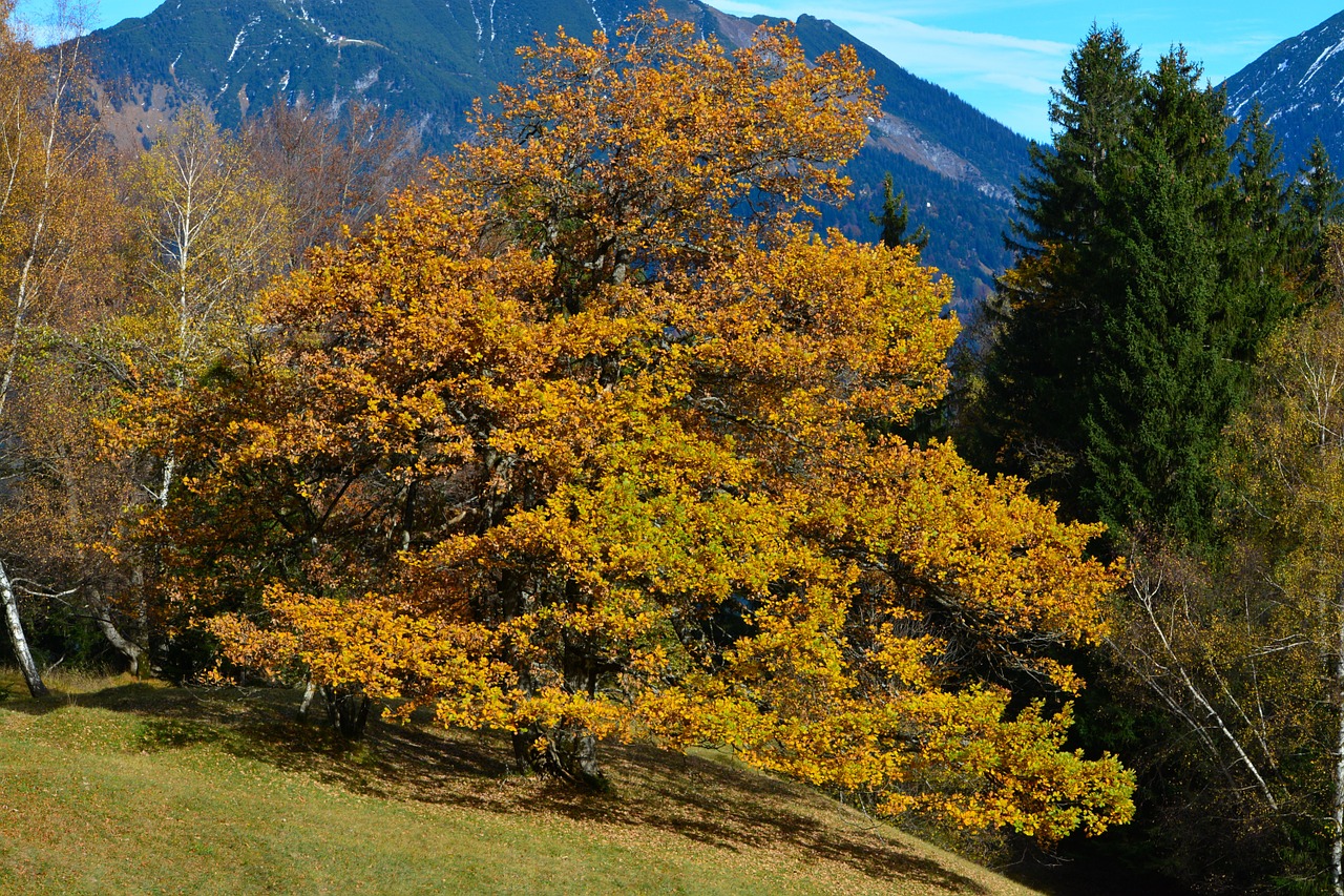 beech tree forest free photo