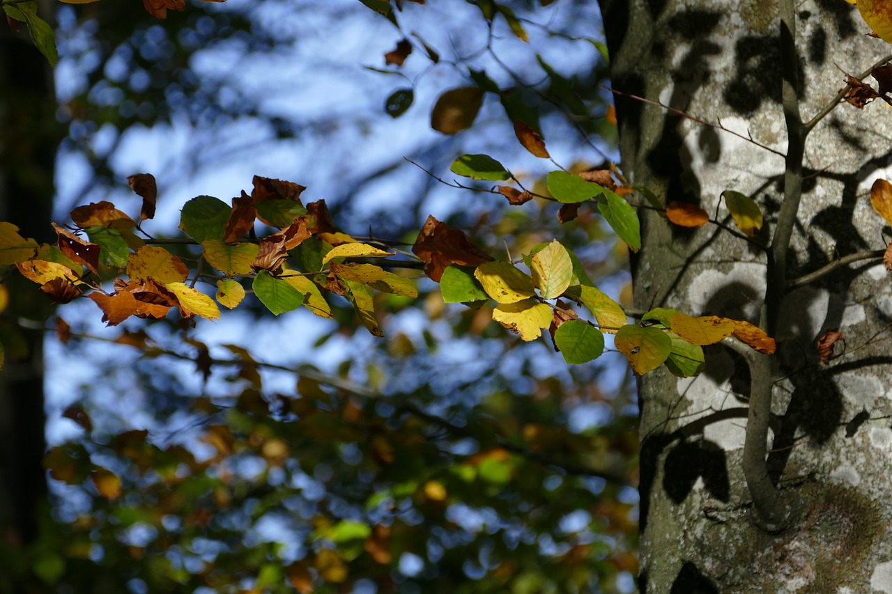 beech autumn forest free photo