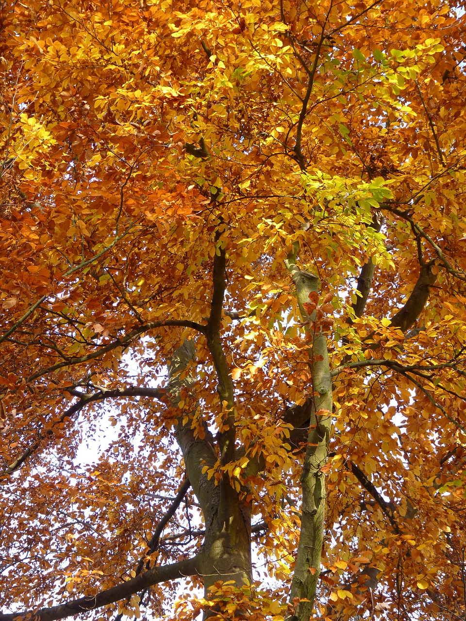 beech autumn crown free photo