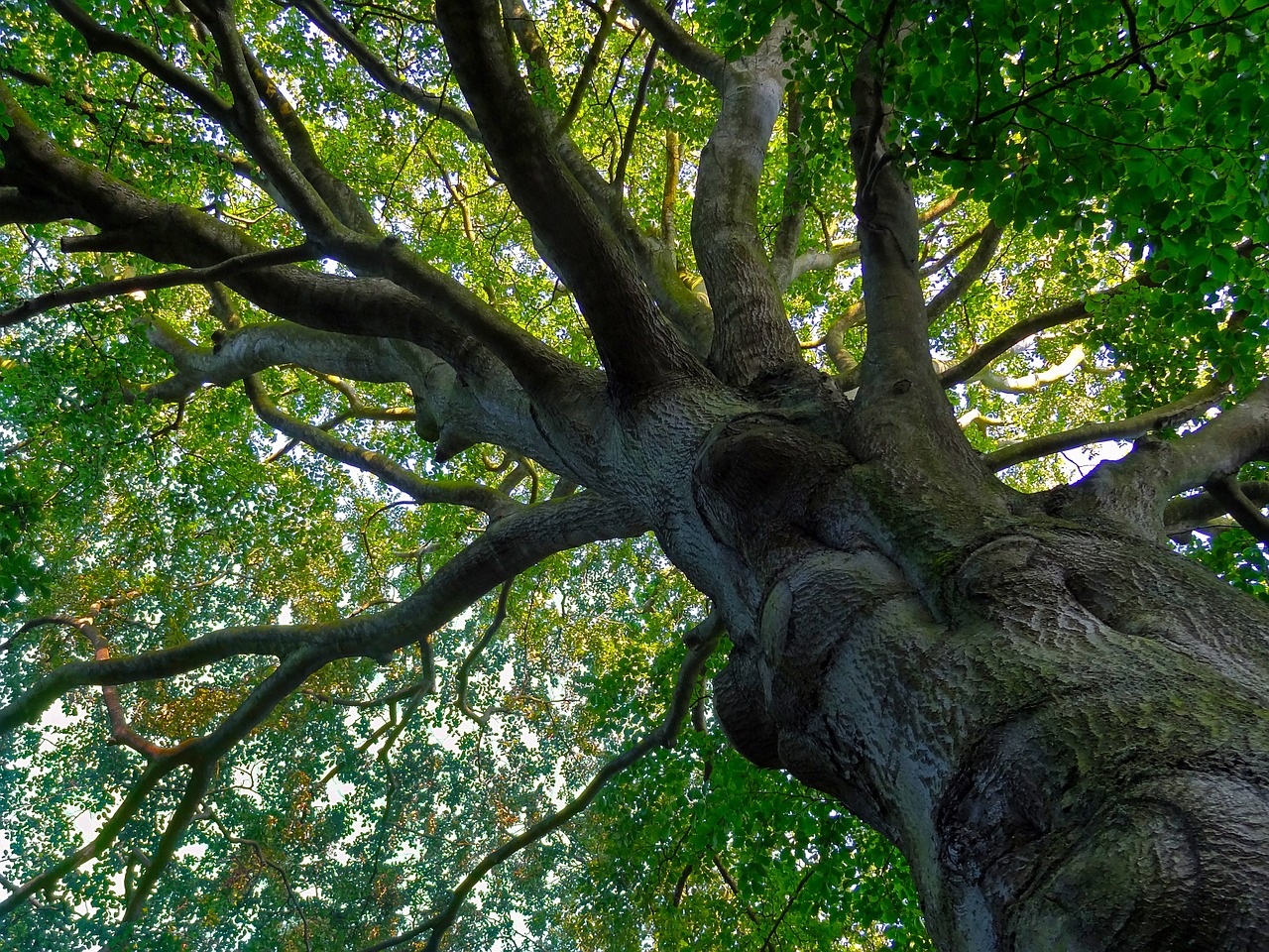 beech tree old free photo