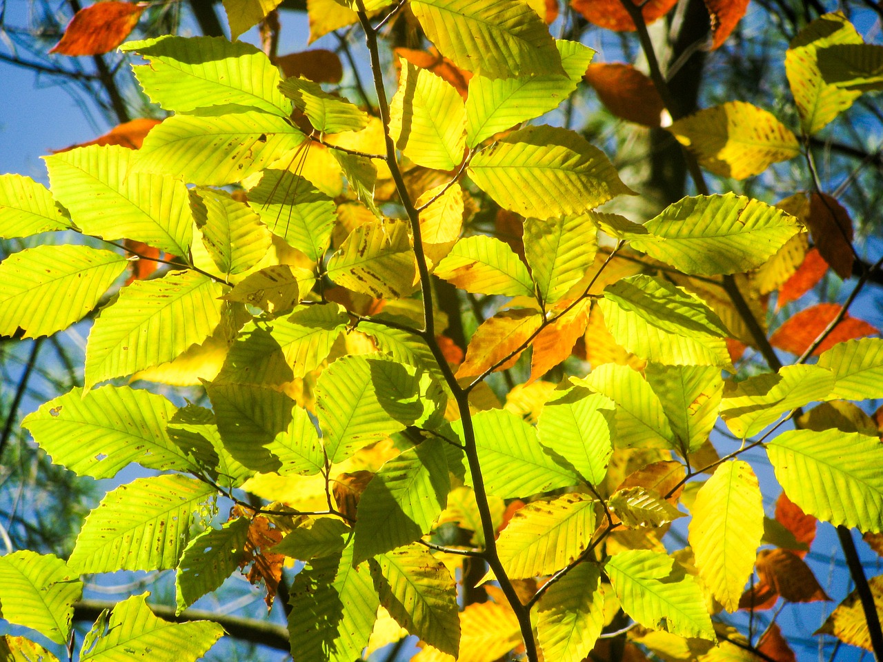 beech tree leaves free photo