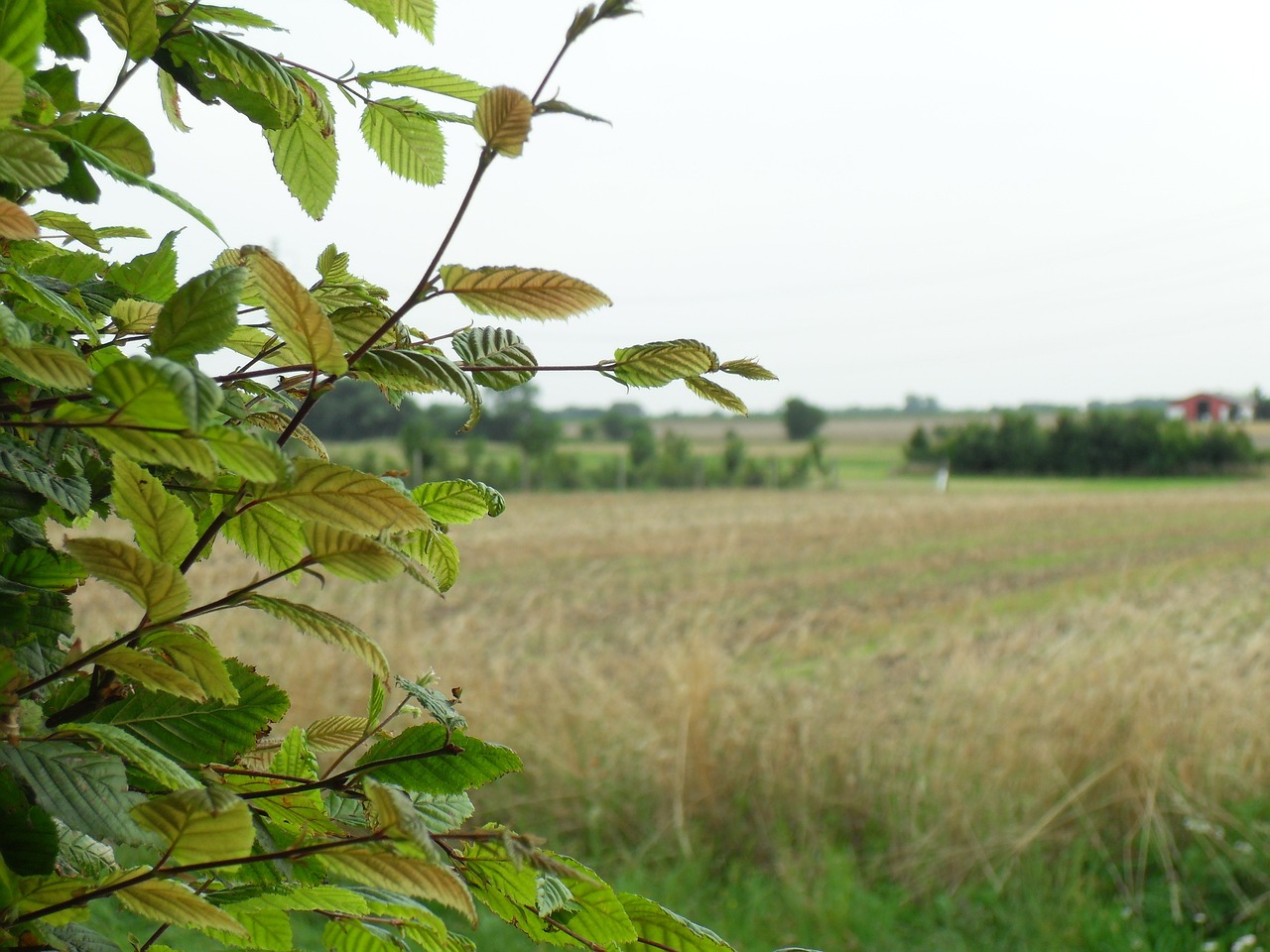 beech view mark free photo