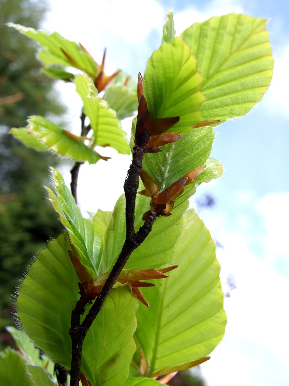 beech green leaf free photo