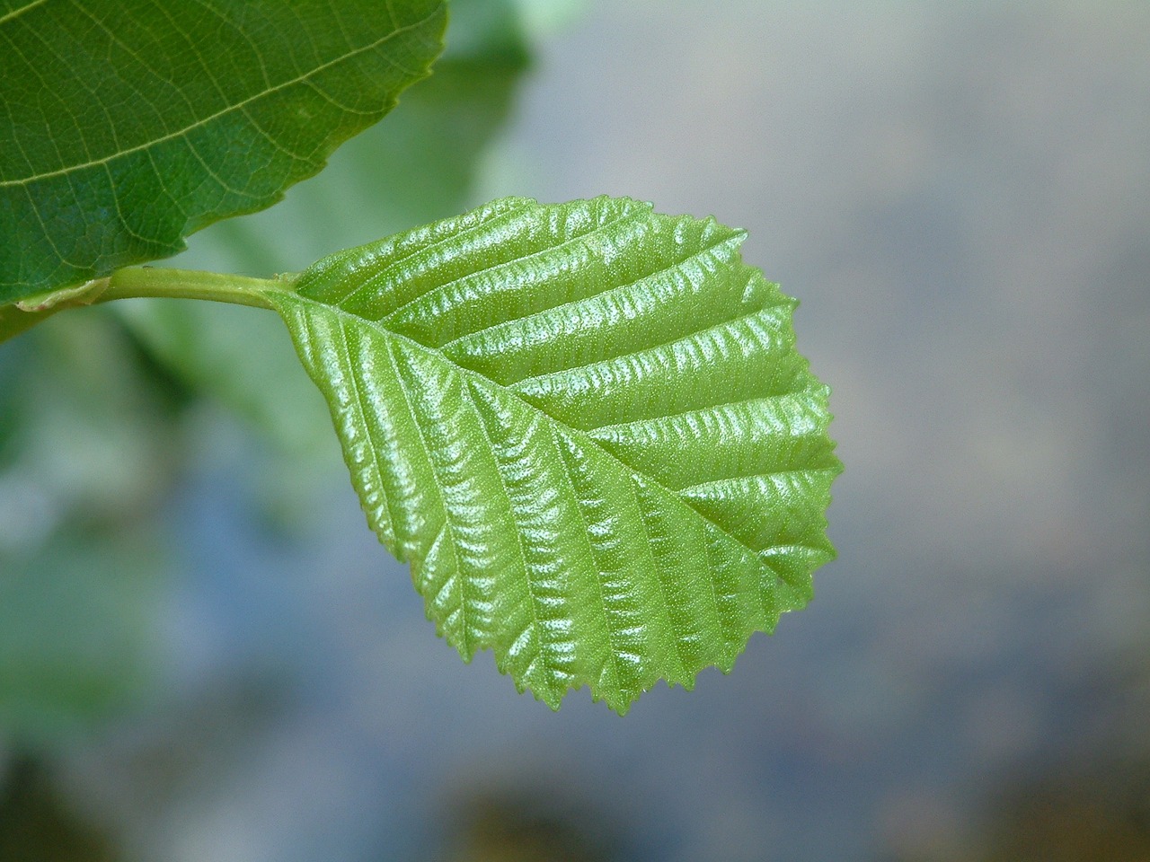 beech leaf green free photo