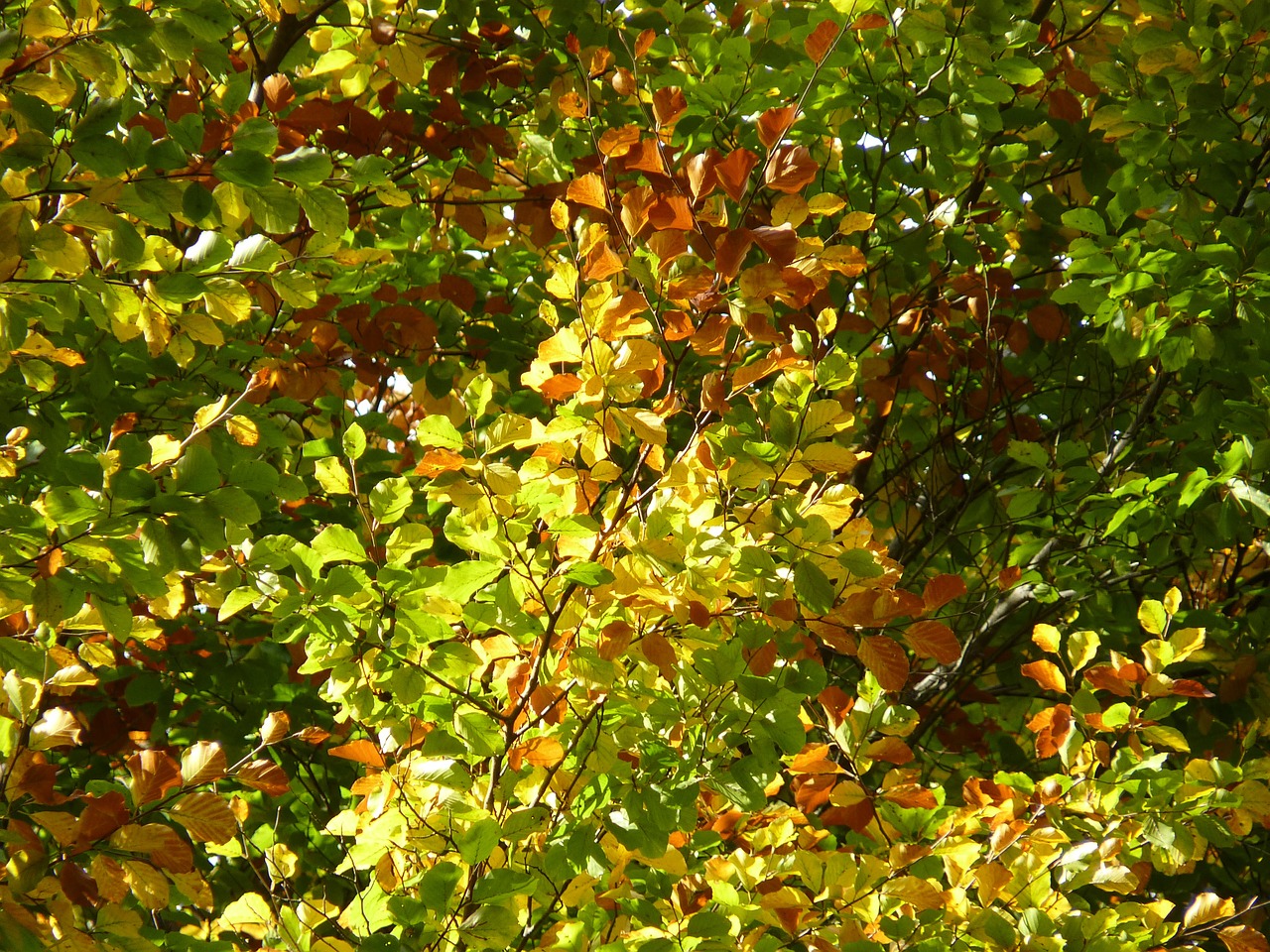 beech autumn leaves free photo