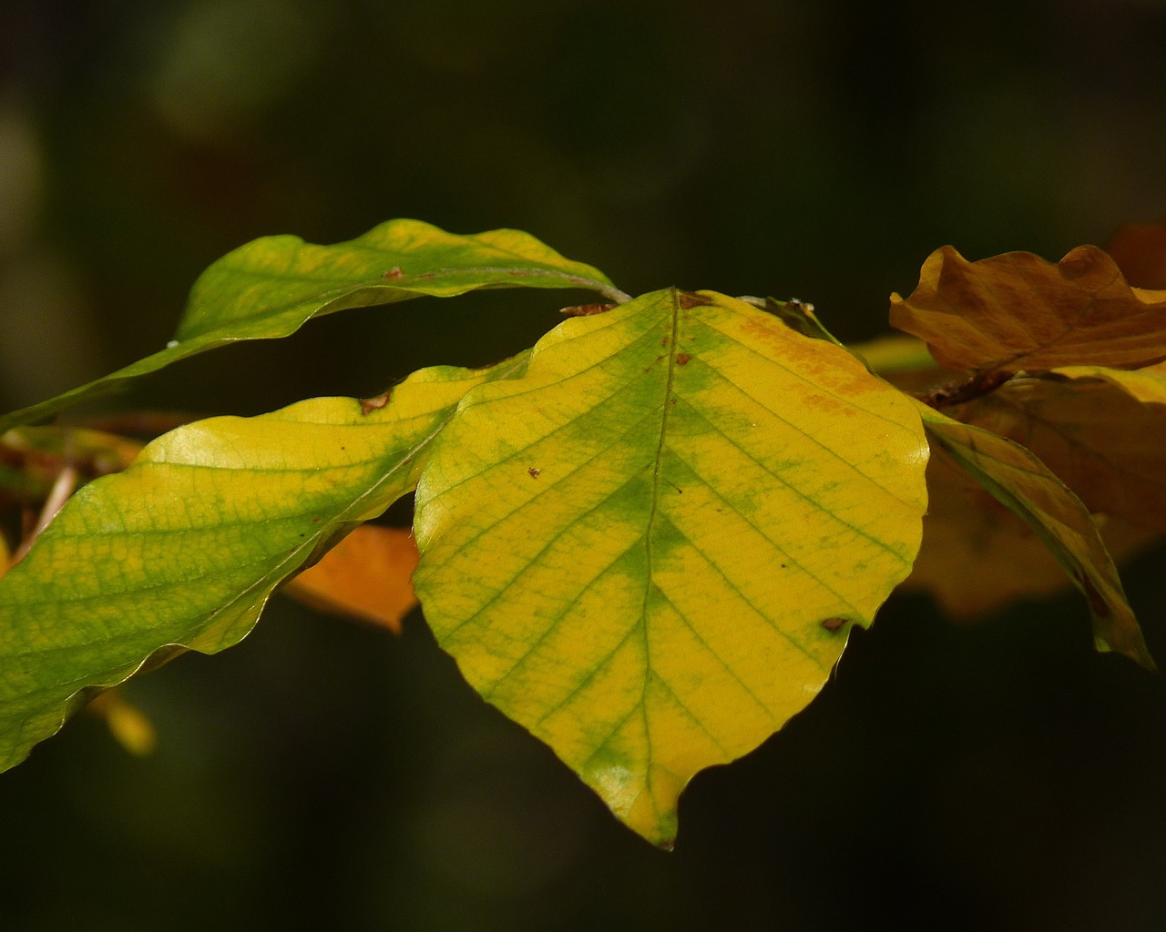 beech leaf autumn free photo