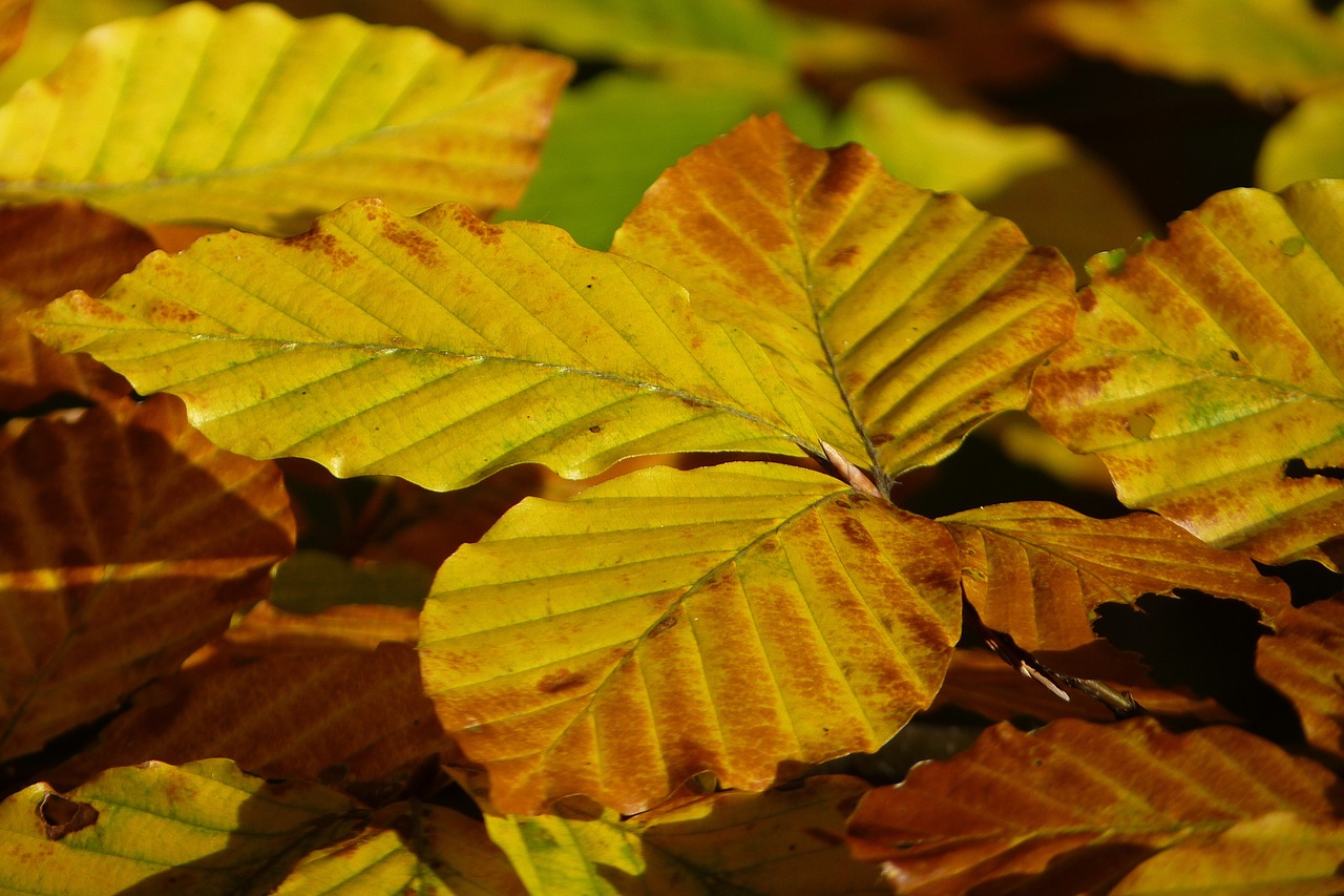 beech yellow leaves golden free photo
