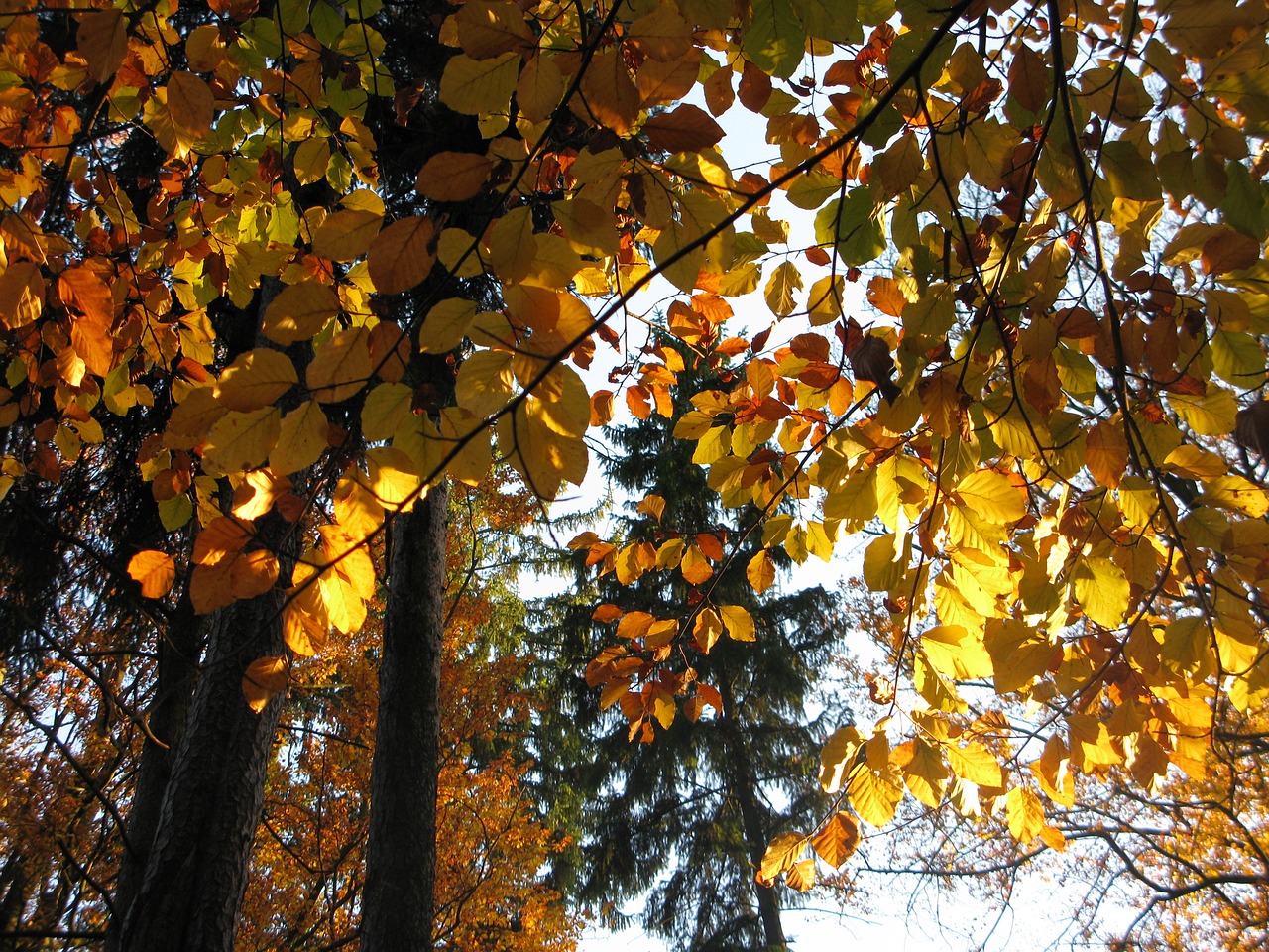 beech forest beech bučina free photo