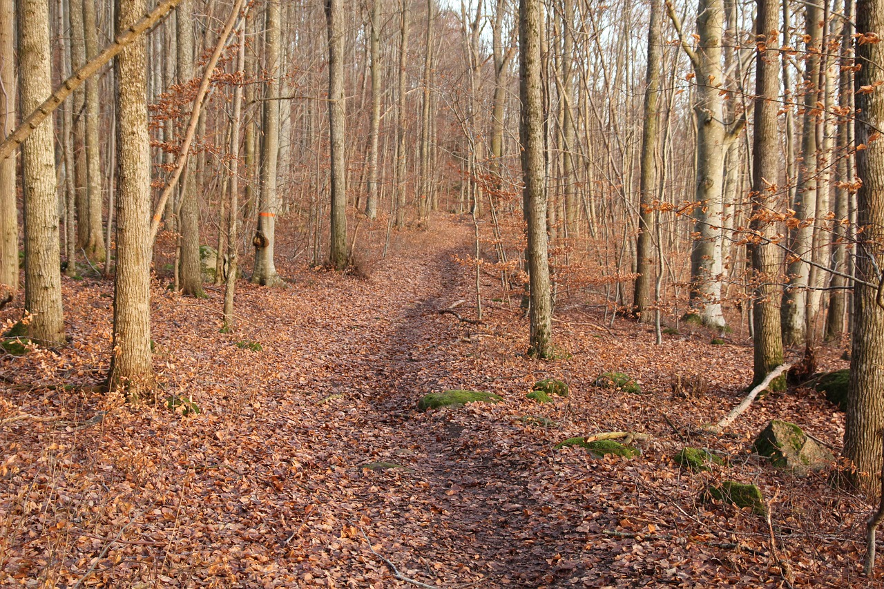 beech forest path forest free photo