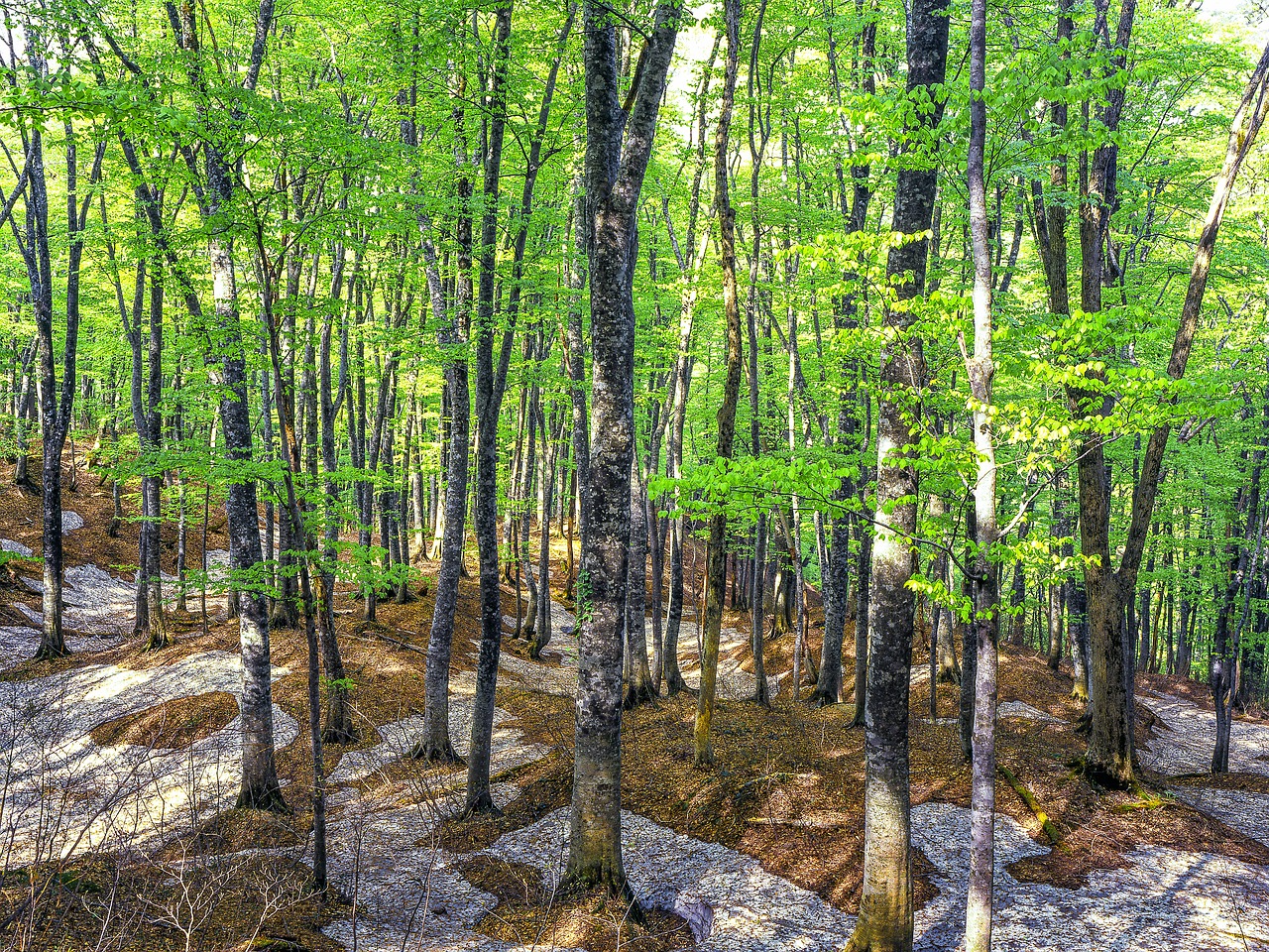 beech forest spring fresh green free photo