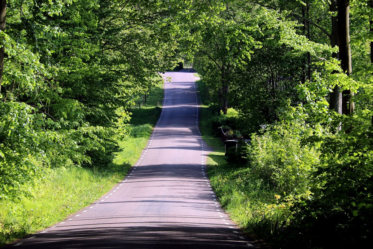 beech forest road skåne free photo