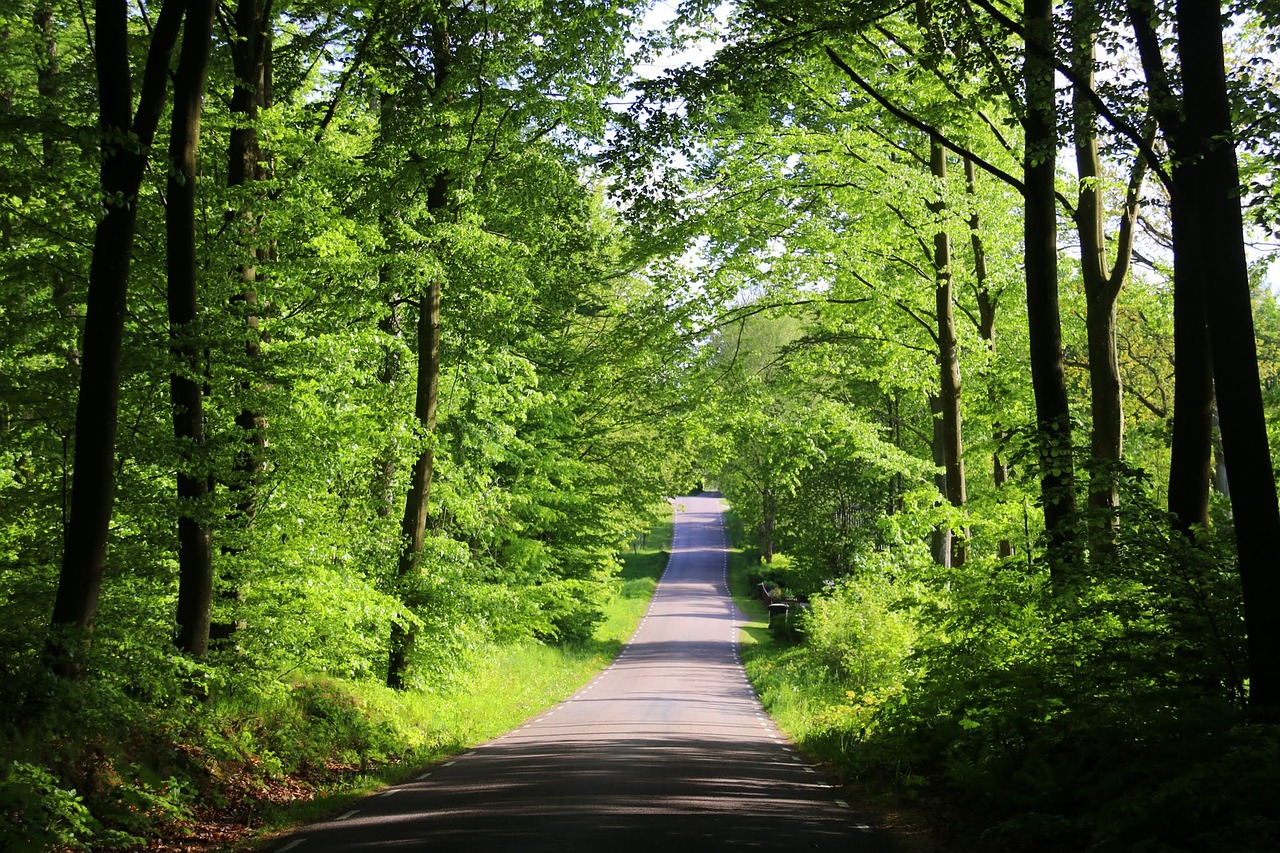 beech forest road countryside free photo